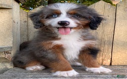 Mini Bernedoodle dogs for sale: 💛 In Boston Massachusetts 💛 One Blue Eye 💛 Mini Bernedoodle 💛 - Image 7