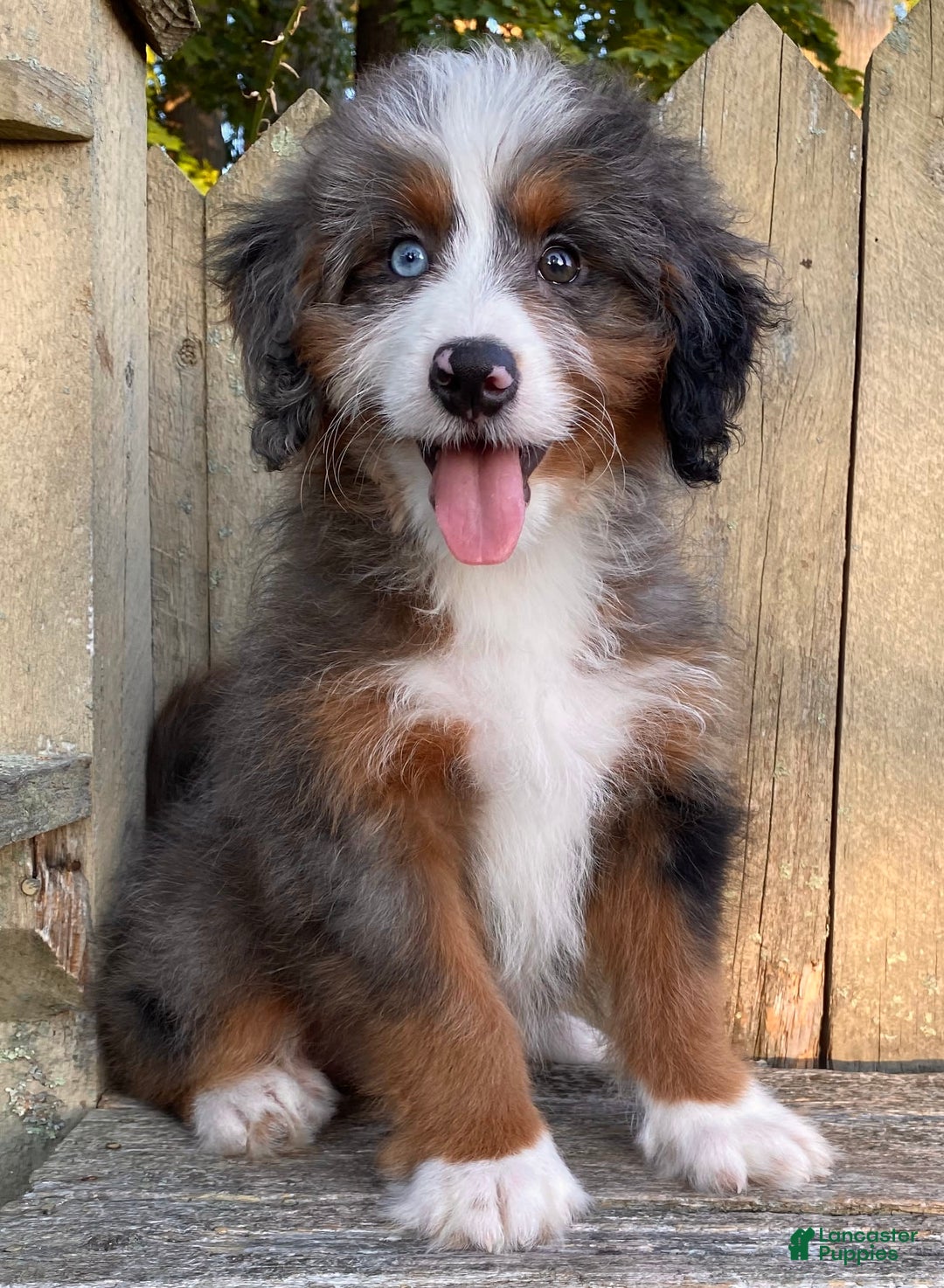 Mini Bernedoodle dogs for sale: 💛 In Boston Massachusetts 💛 One Blue Eye 💛 Mini Bernedoodle 💛 - Image 7