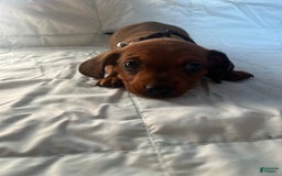 Dachshund dogs for sale: Brittney - Image 7