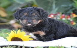 Yorkiepoo dogs for sale: Ireland - Image 4