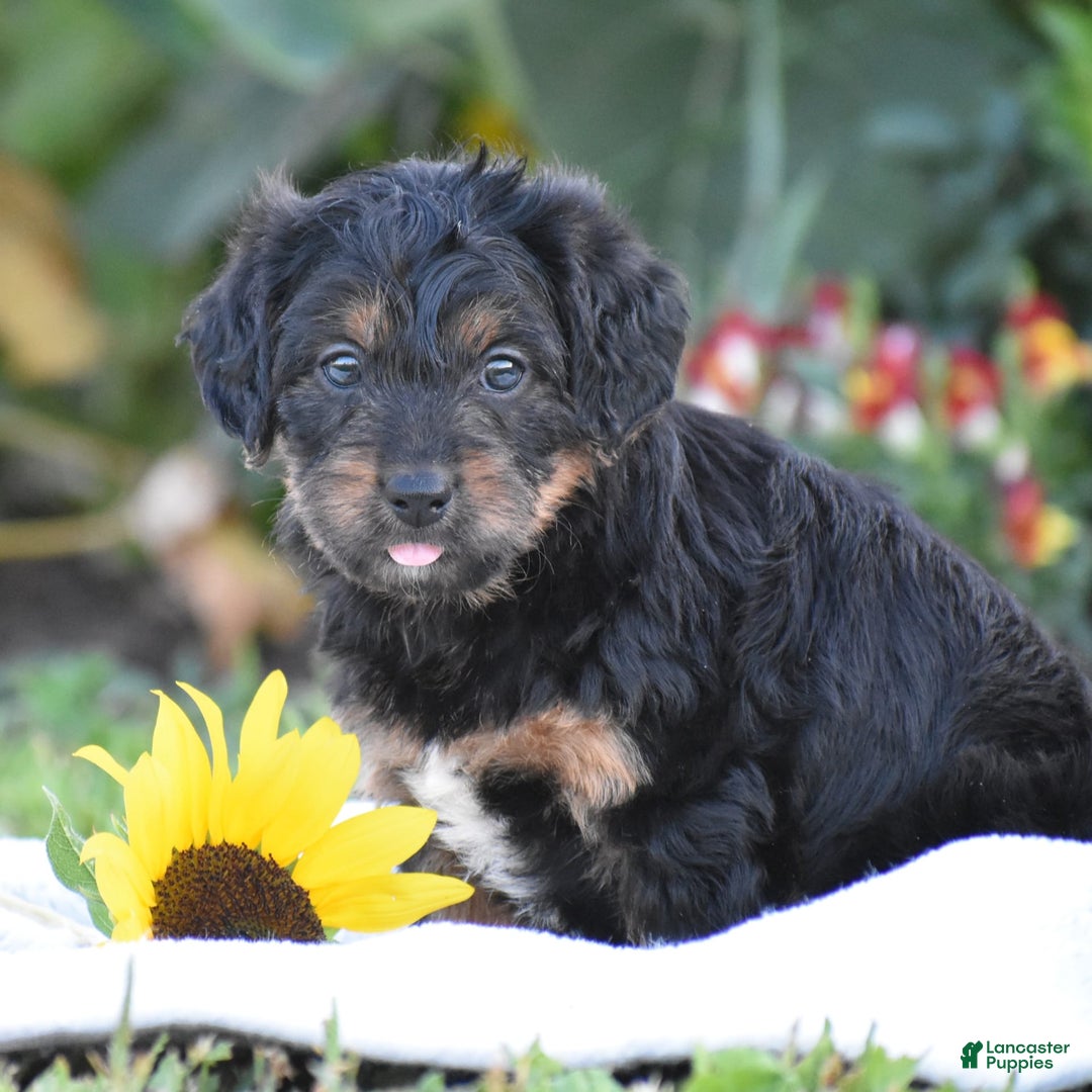 Yorkiepoo dogs for sale: Ireland - Image 4
