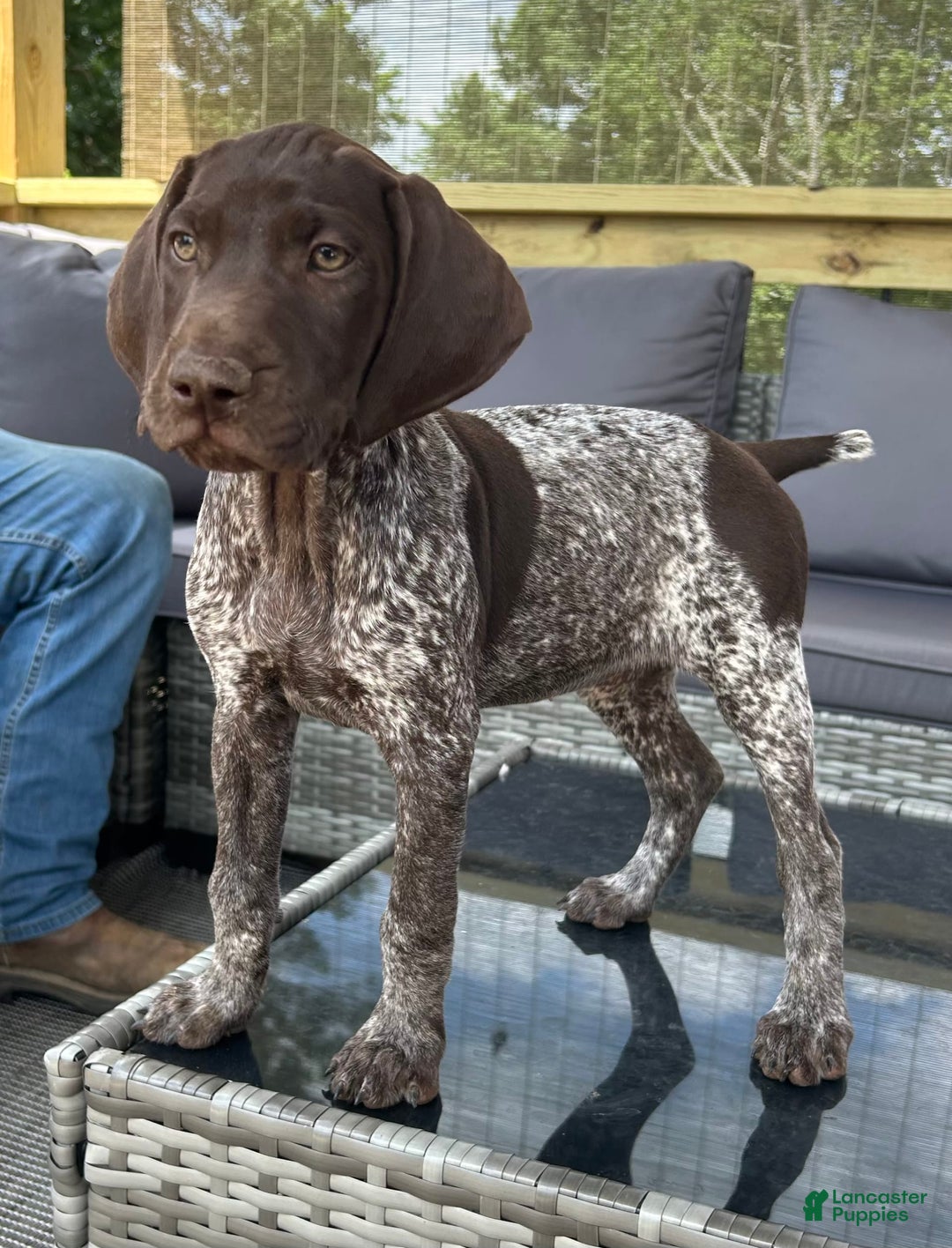 German Shorthaired Pointer dogs for sale: Dottie - Image 3