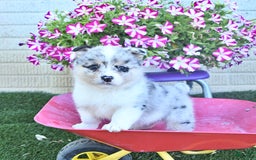 American Eskimo dogs for sale: Gracie - Image 1