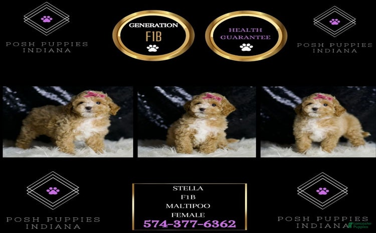 Maltipoo dogs - Advert 19