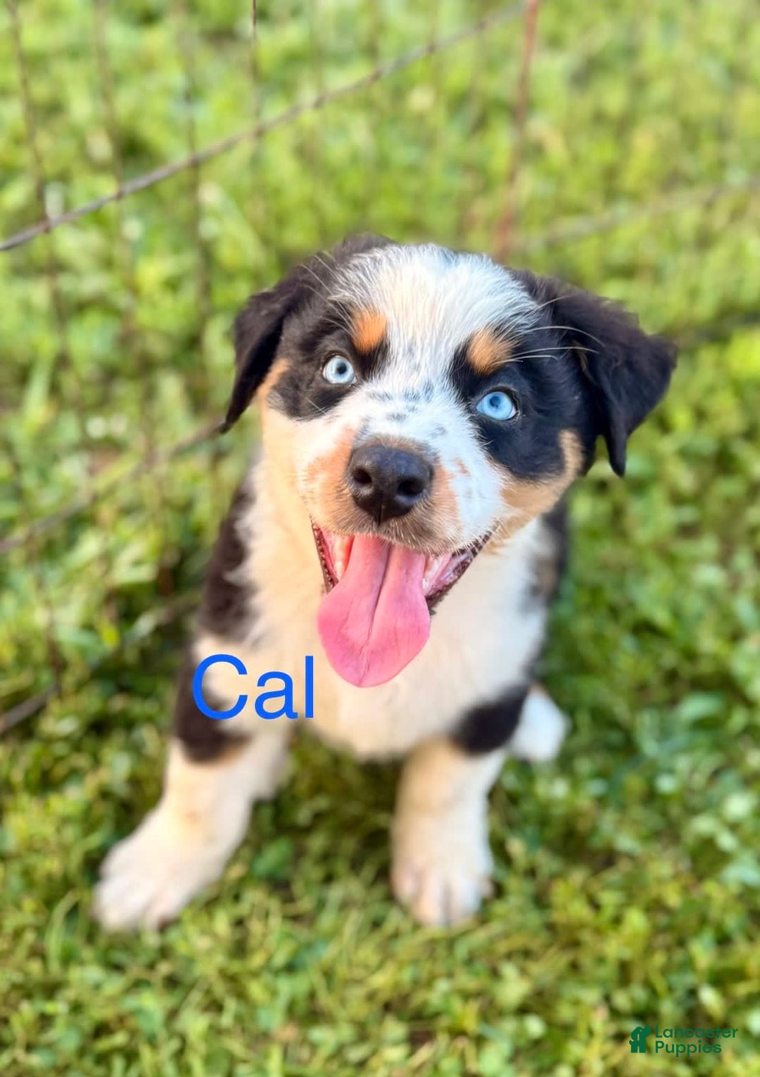 Australian Shepherd dogs for sale: Cal - Image 2