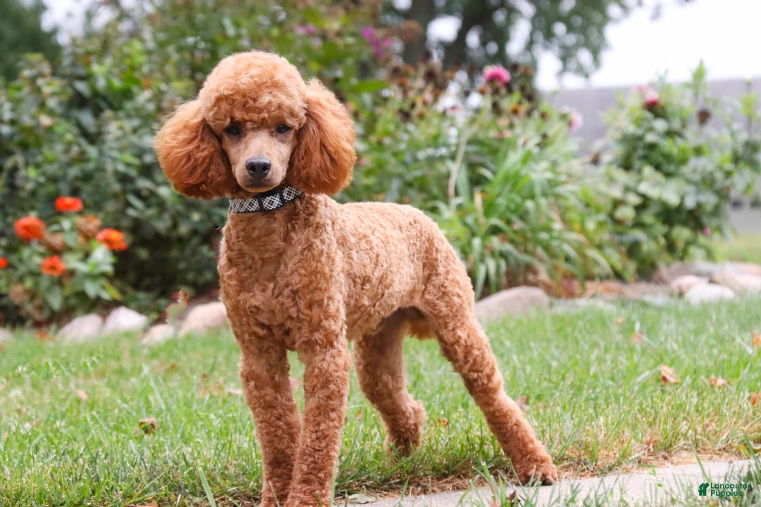 Miniature Poodle dogs for sale: Jackson - Image 10