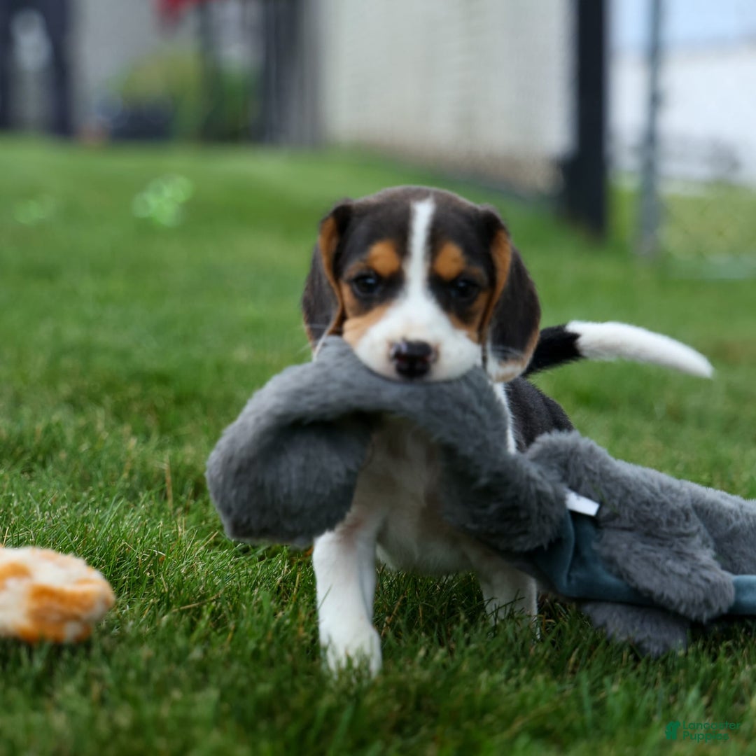 Beagle dogs for sale: Kit Kat - Image 9