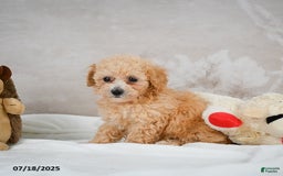 Bichpoo dogs for sale: Dixie - Image 8