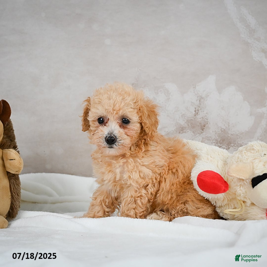 Bichpoo dogs for sale: Dixie - Image 8