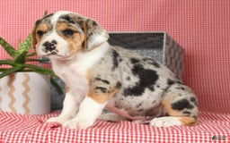 Beabull dogs for sale: Wranger - Image 7