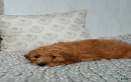 Goldendoodle dogs for sale: Chuck Bass - Image 2