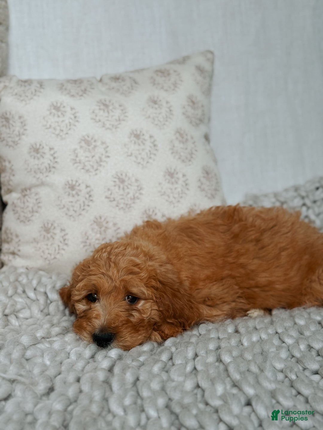 Goldendoodle dogs for sale: Chuck Bass - Image 2