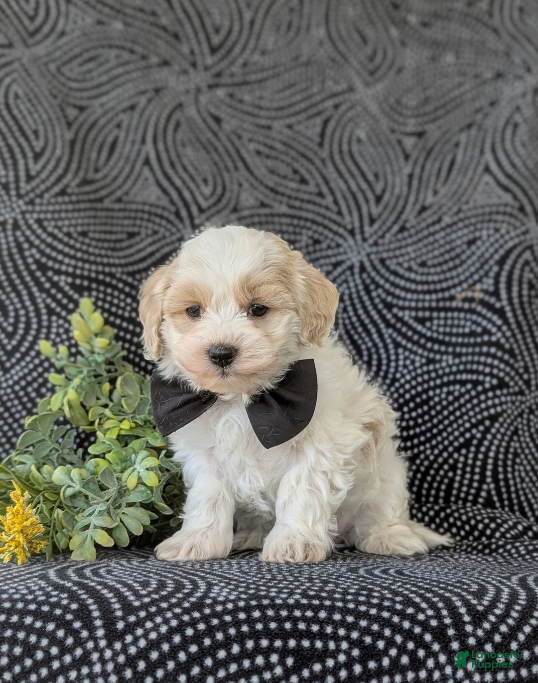Maltipoo dogs for sale: Wendell - Image 1