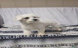 Bichpoo dogs for sale: Easton - Image 7