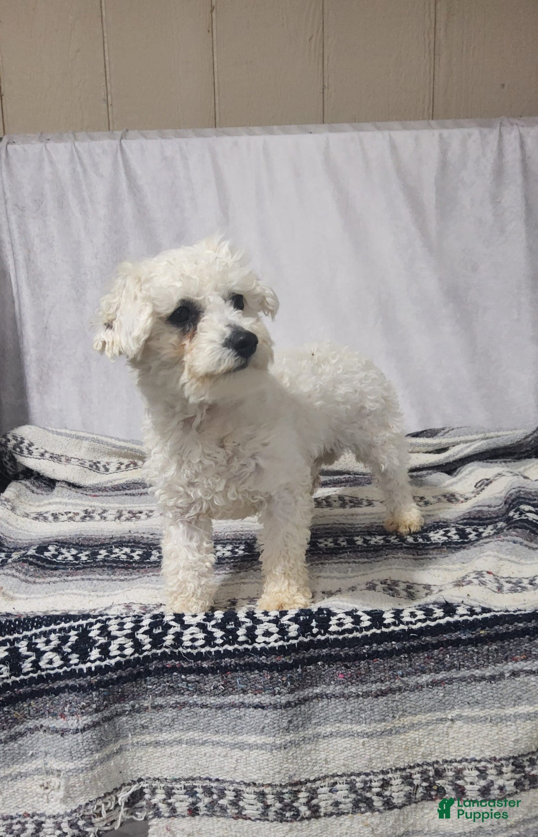 Bichpoo dogs for sale: Easton - Image 7