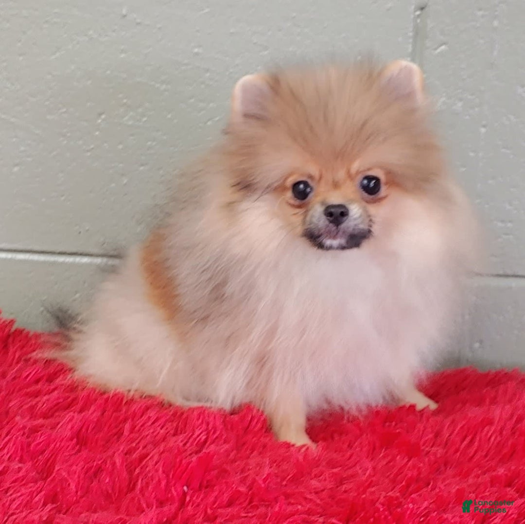Pomeranian dogs for sale: Tiny poppy - Image 3