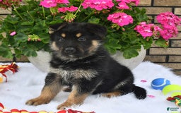 German Shepherd dogs for sale: Baxter - Image 4