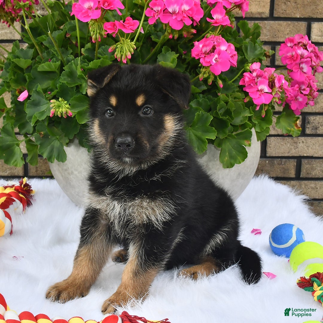 German Shepherd dogs for sale: Baxter - Image 4
