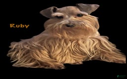 Miniature Schnauzer dogs for sale: Emerald - Image 8