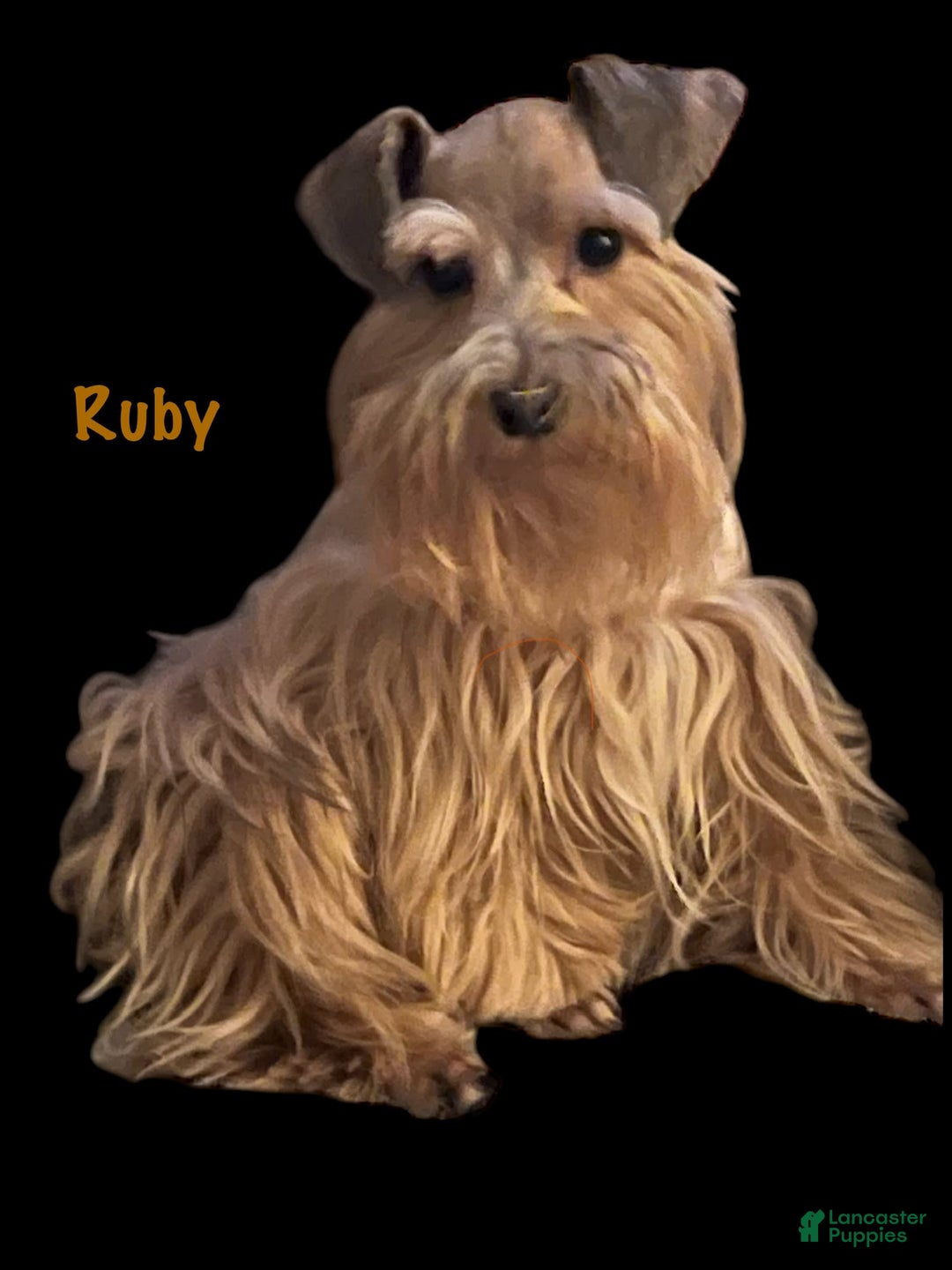 Miniature Schnauzer dogs for sale: Emerald - Image 8