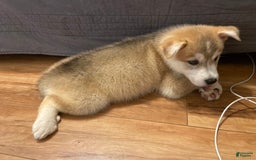 Siberian Husky dogs for sale: Can Choose - Image 1