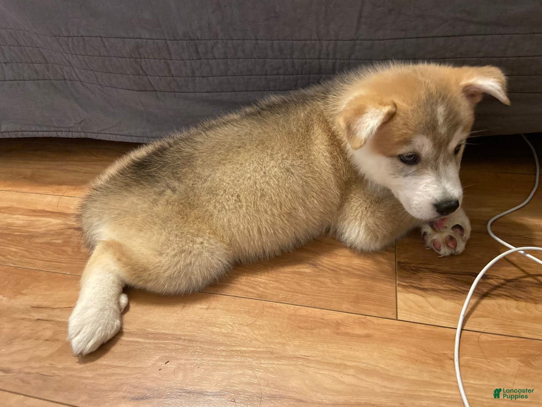 Siberian Husky dogs for sale: Can Choose - Image 1