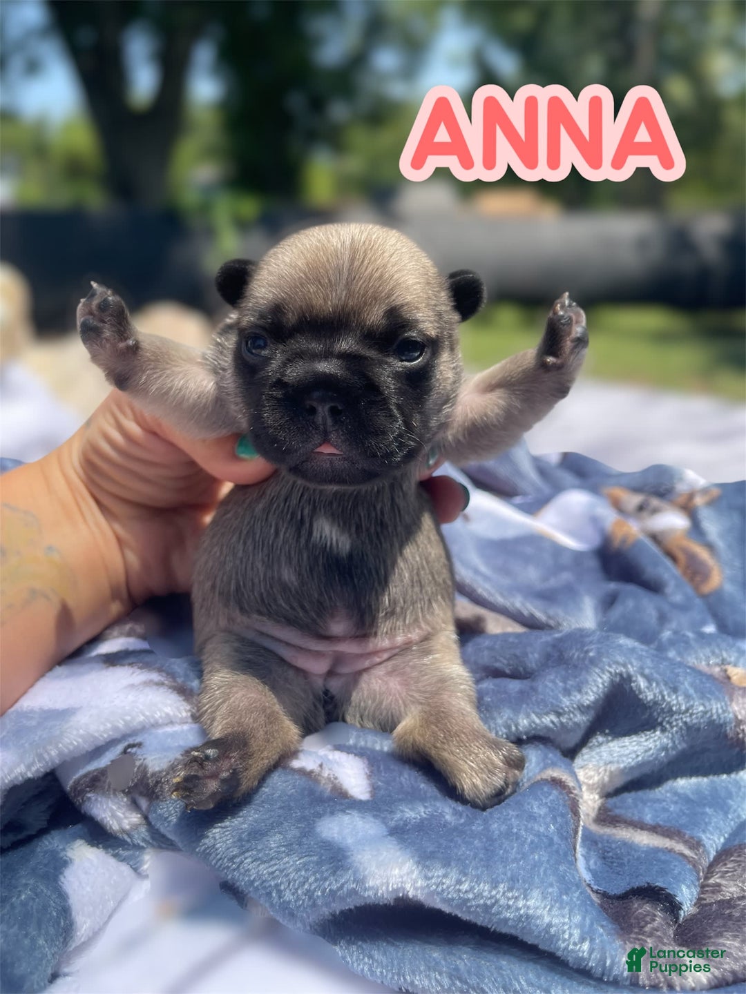 French Bulldog dogs for sale: French Bulldog 4 puppies - Image 2