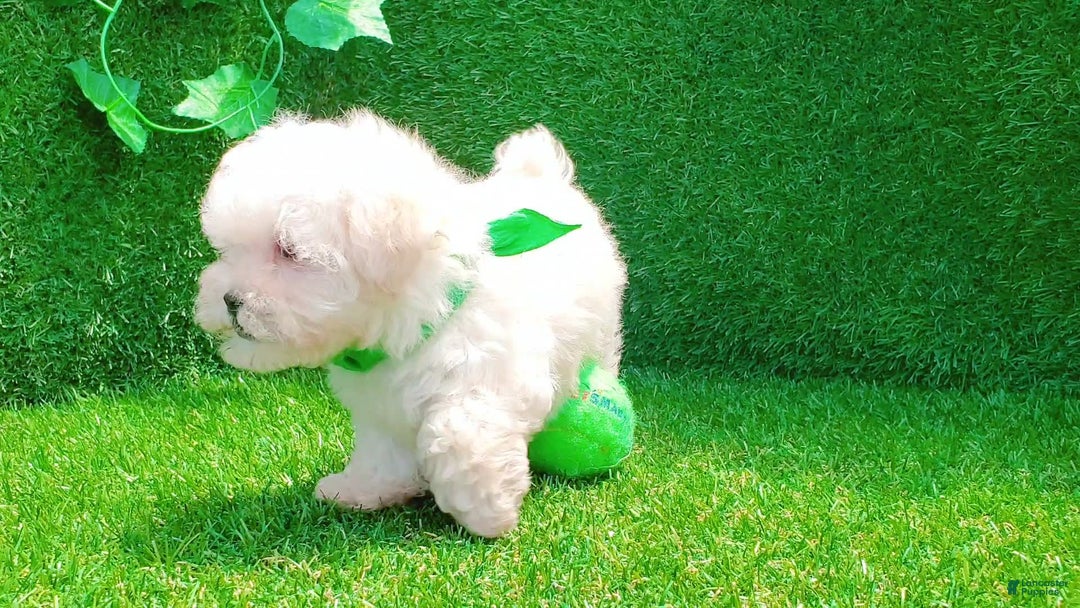 Maltipoo dogs for sale: Cookie - Image 14
