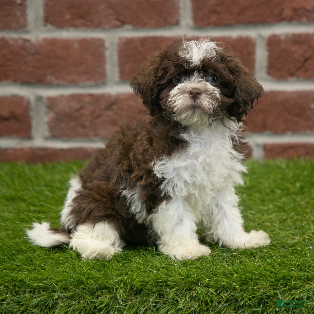 Havanese dogs for sale: Gabby - Image 4