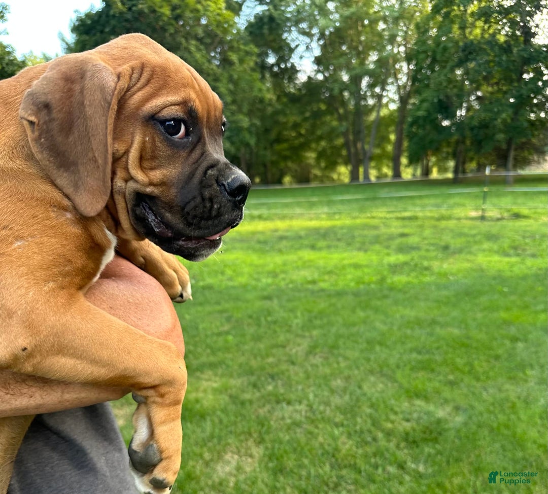 Boxer dogs for sale: Chaz - Image 8
