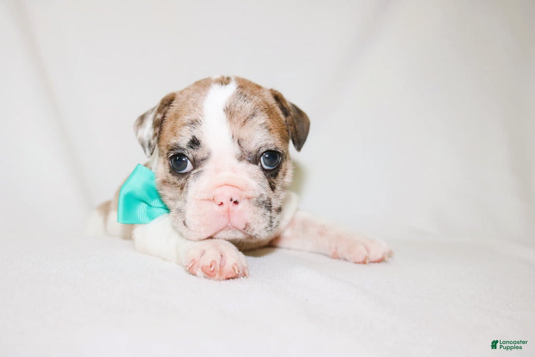 French Bulldog dogs for sale: Zeus Akc - Image 15