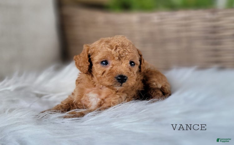 Cavapoo dogs for sale - Ad 4