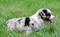 Australian Shepherd dogs for sale: Charlie - Image 8