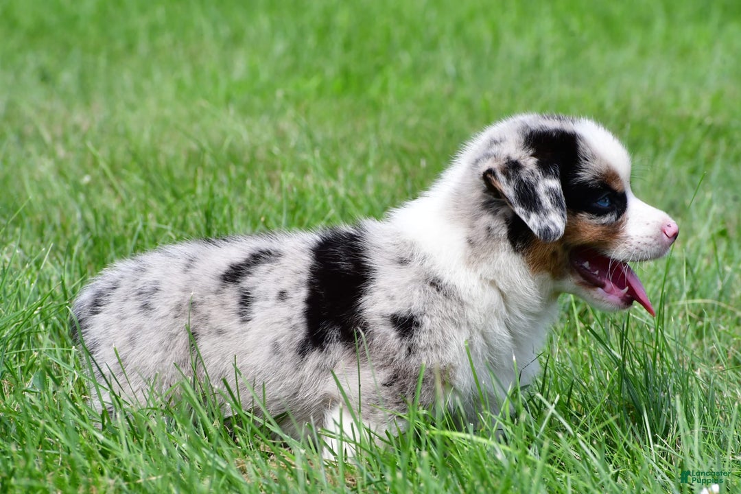 Australian Shepherd dogs for sale: Charlie - Image 8