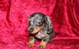 Miniature Dachshund dogs for sale: Teddy Mini - Image 17