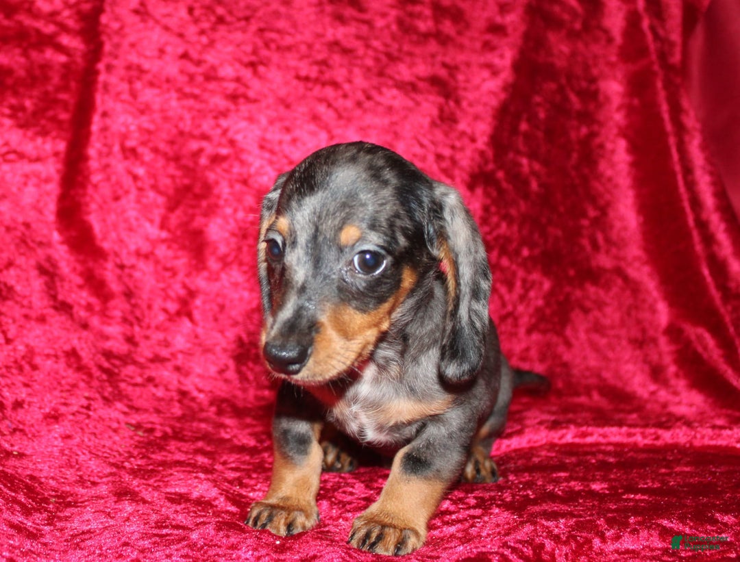 Miniature Dachshund dogs for sale: Teddy Mini - Image 17