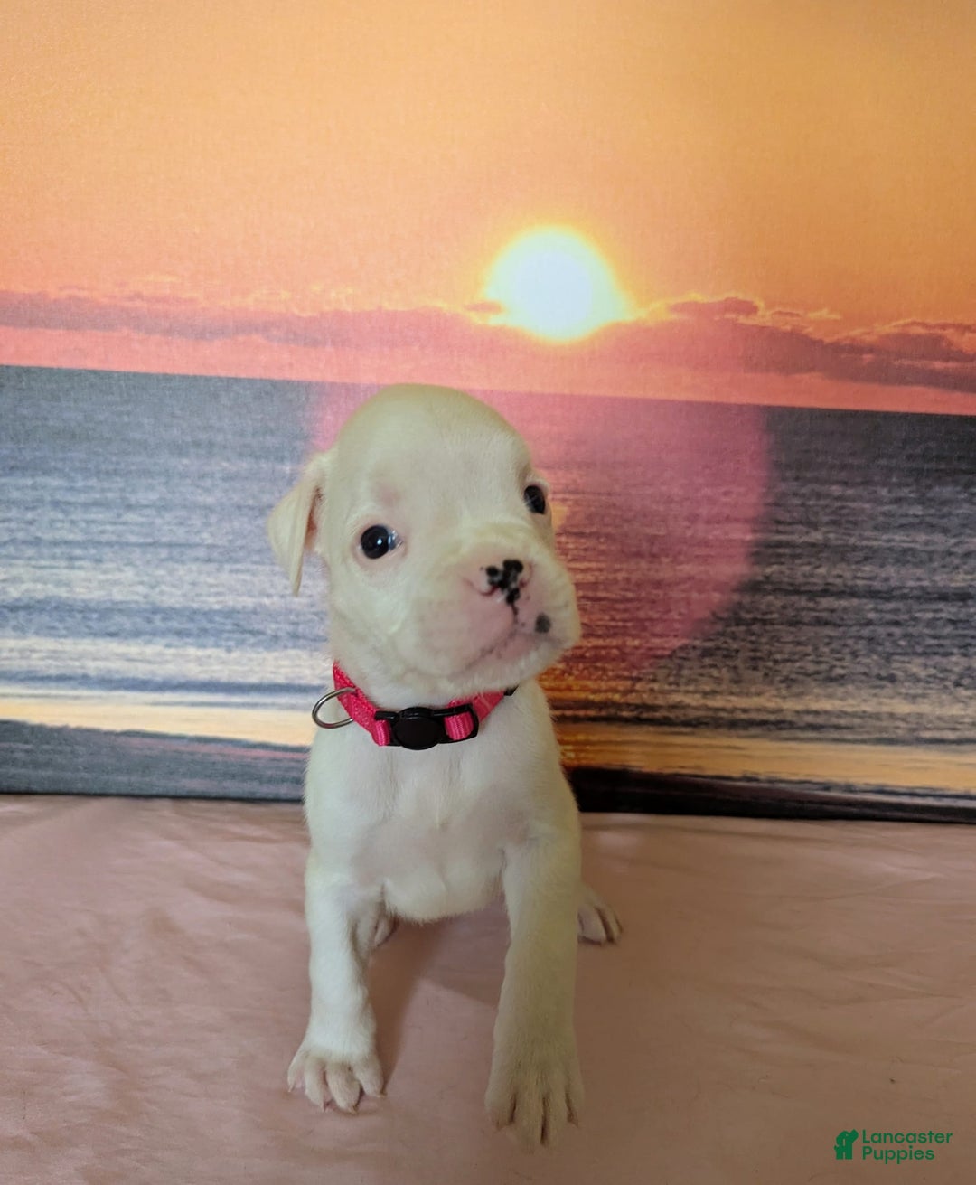 Boxer dogs for sale: Piggy - Image 1