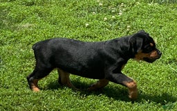 Olde English Bulldogge dogs for sale: Iris - Image 2