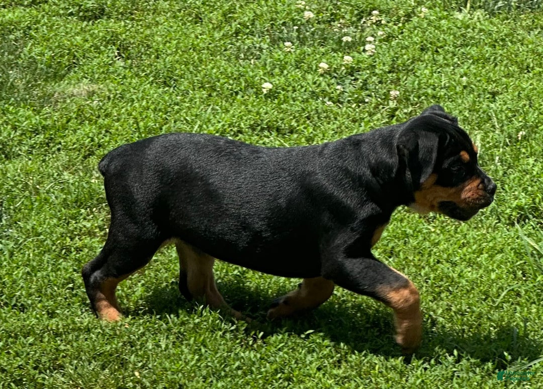 Olde English Bulldogge dogs for sale: Iris - Image 2