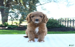 Mini Goldendoodle dogs for sale: Clementine - Image 3