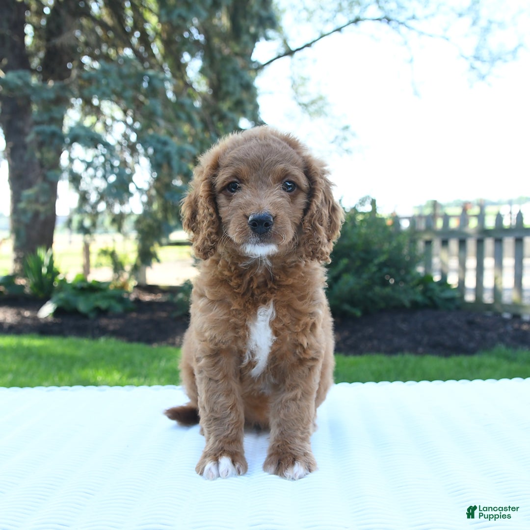 Mini Goldendoodle dogs for sale: Clementine - Image 3