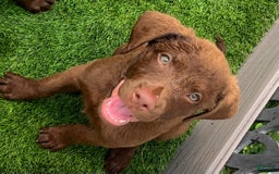 Chesapeake Bay Retriever dogs for sale: Female Purple Collar - Image 5