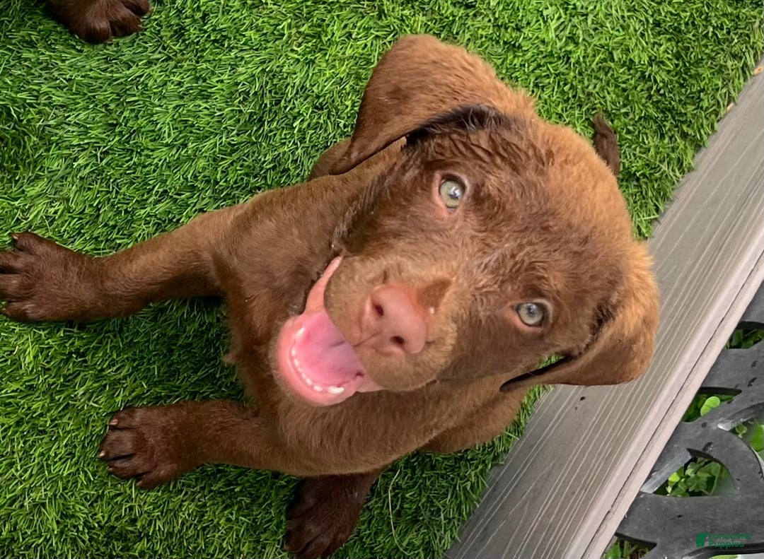 Chesapeake Bay Retriever dogs for sale: Female Purple Collar - Image 5