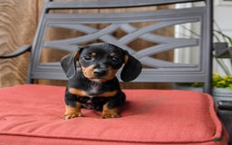 Miniature Dachshund dogs for sale: Boomer - Image 5
