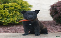 Belgian Malinois dogs for sale: Dash - Image 3