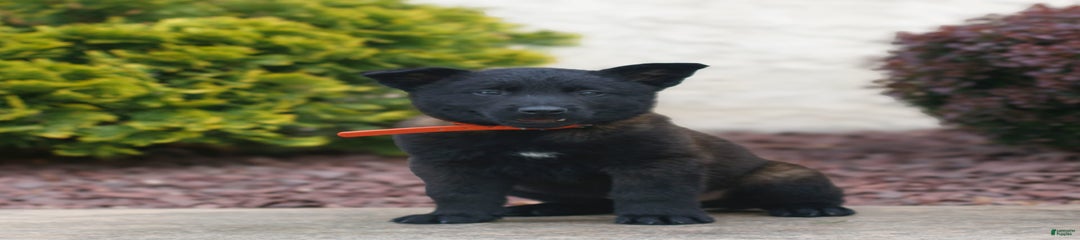 Dash