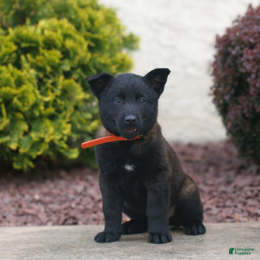 Belgian Malinois dogs for sale: Dash - Image 3