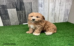 Maltipoo dogs for sale: Janice - Image 5