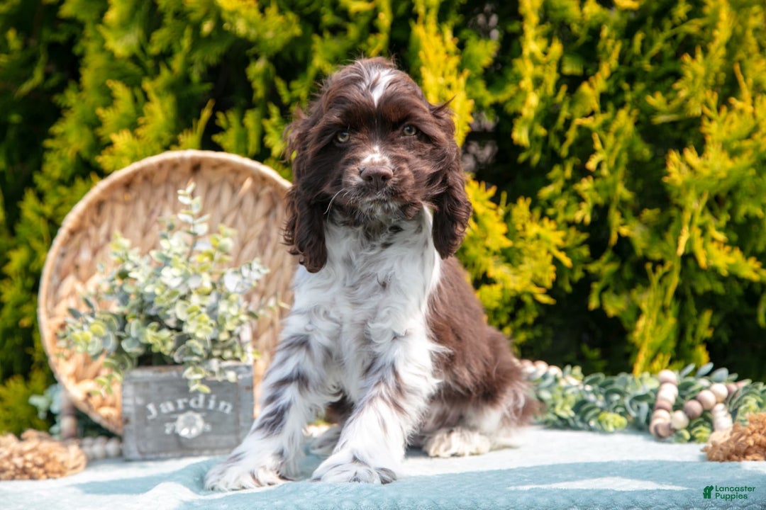 Cocker Spaniel dogs for sale: Darcy - Image 3