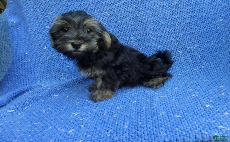 Morkie dogs for sale - Ad 2